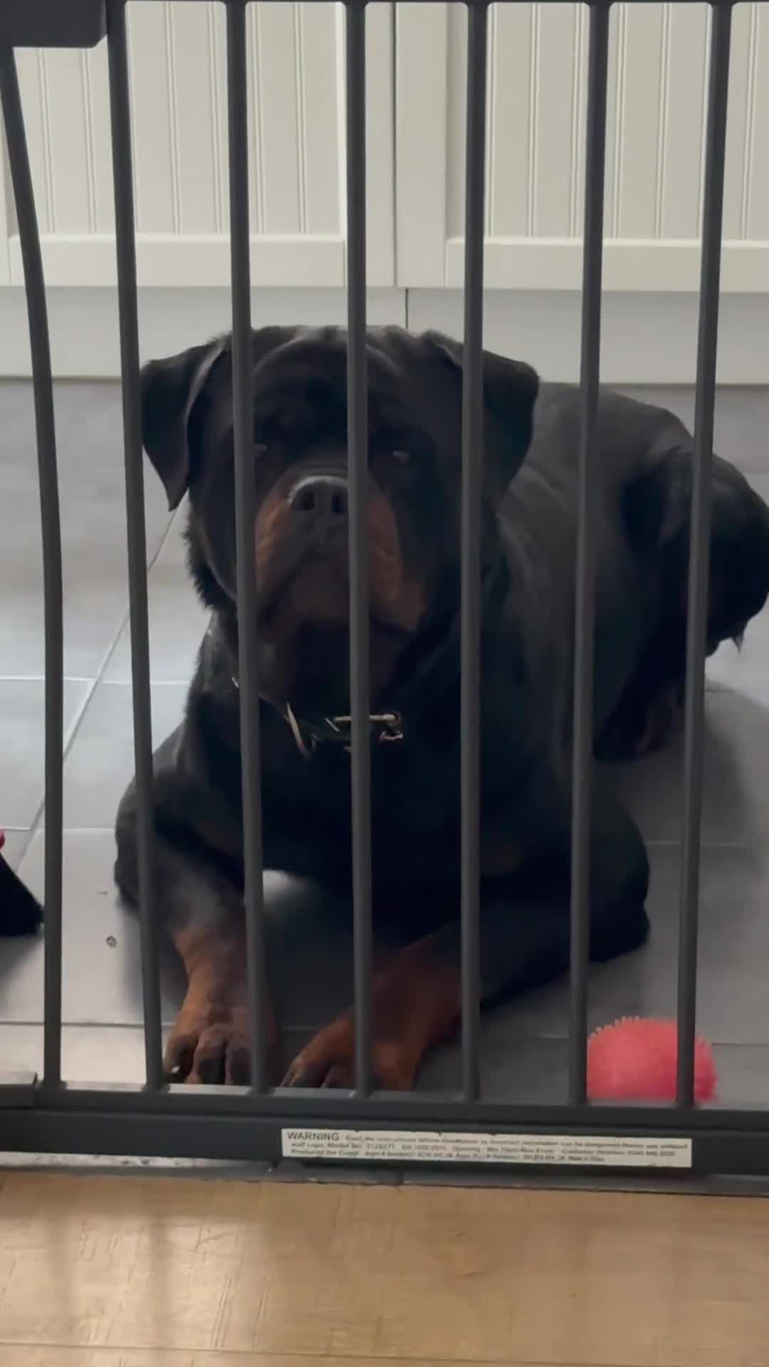Rottweiler dogs for stud: LARGE STUNNING HEALTH TESTED KC STUD in Cardiff - Video 4