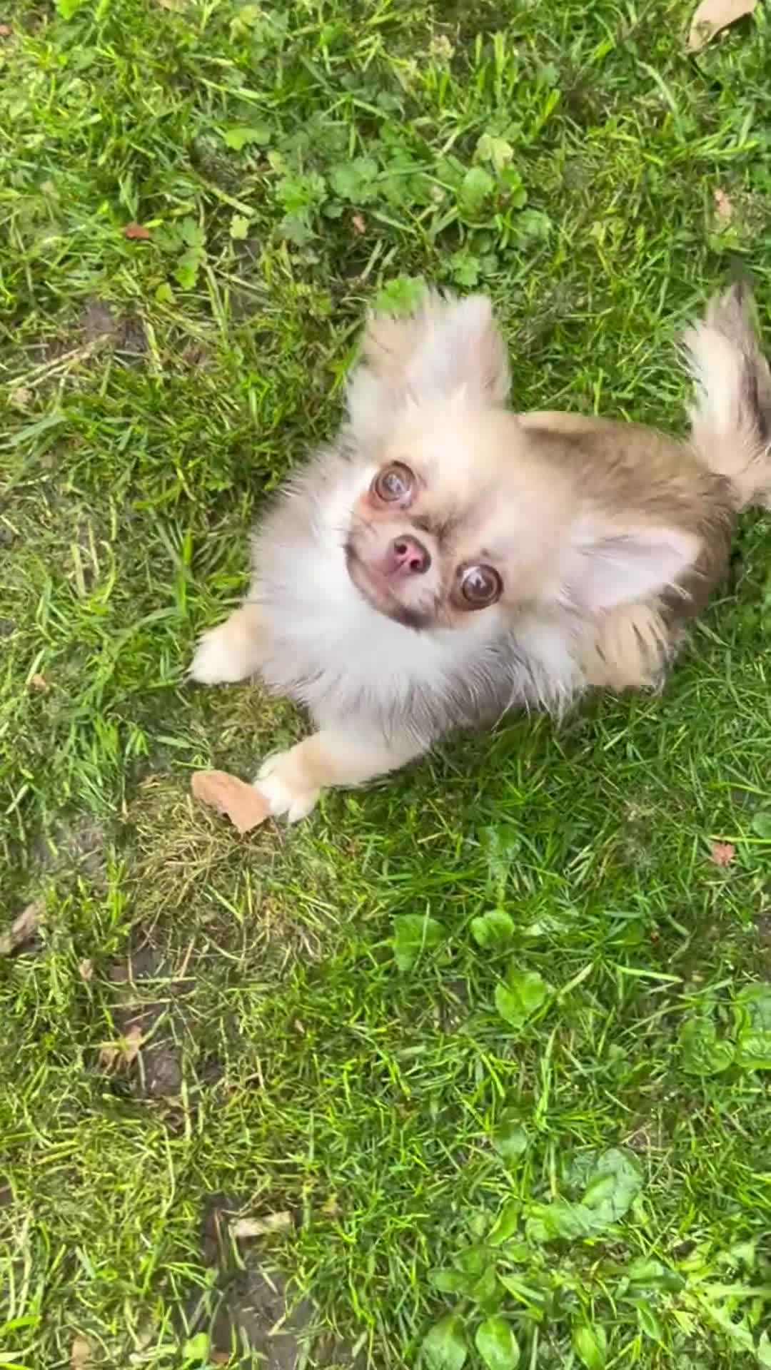 Chihuahua dogs for sale:  **  long haired chihuahua  in Nottingham - Video 1