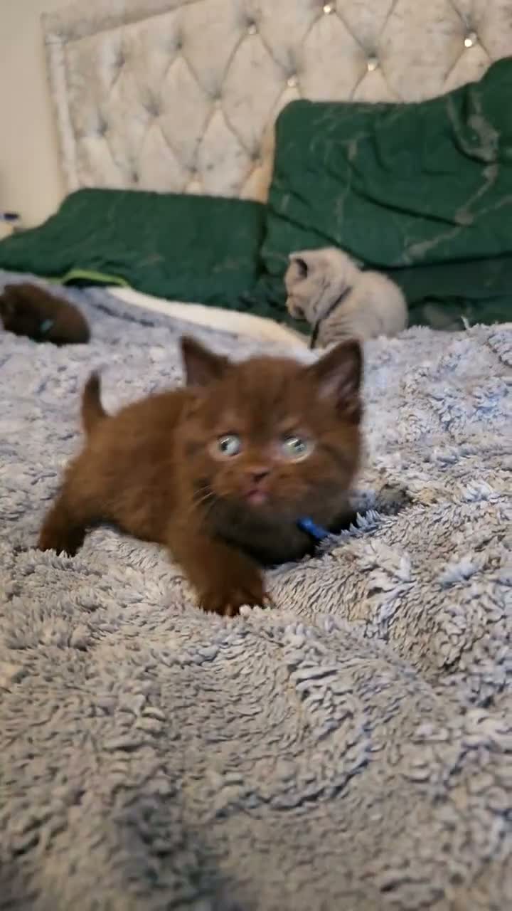 British Shorthair cats for sale: British Shorthair kittens - Video 2