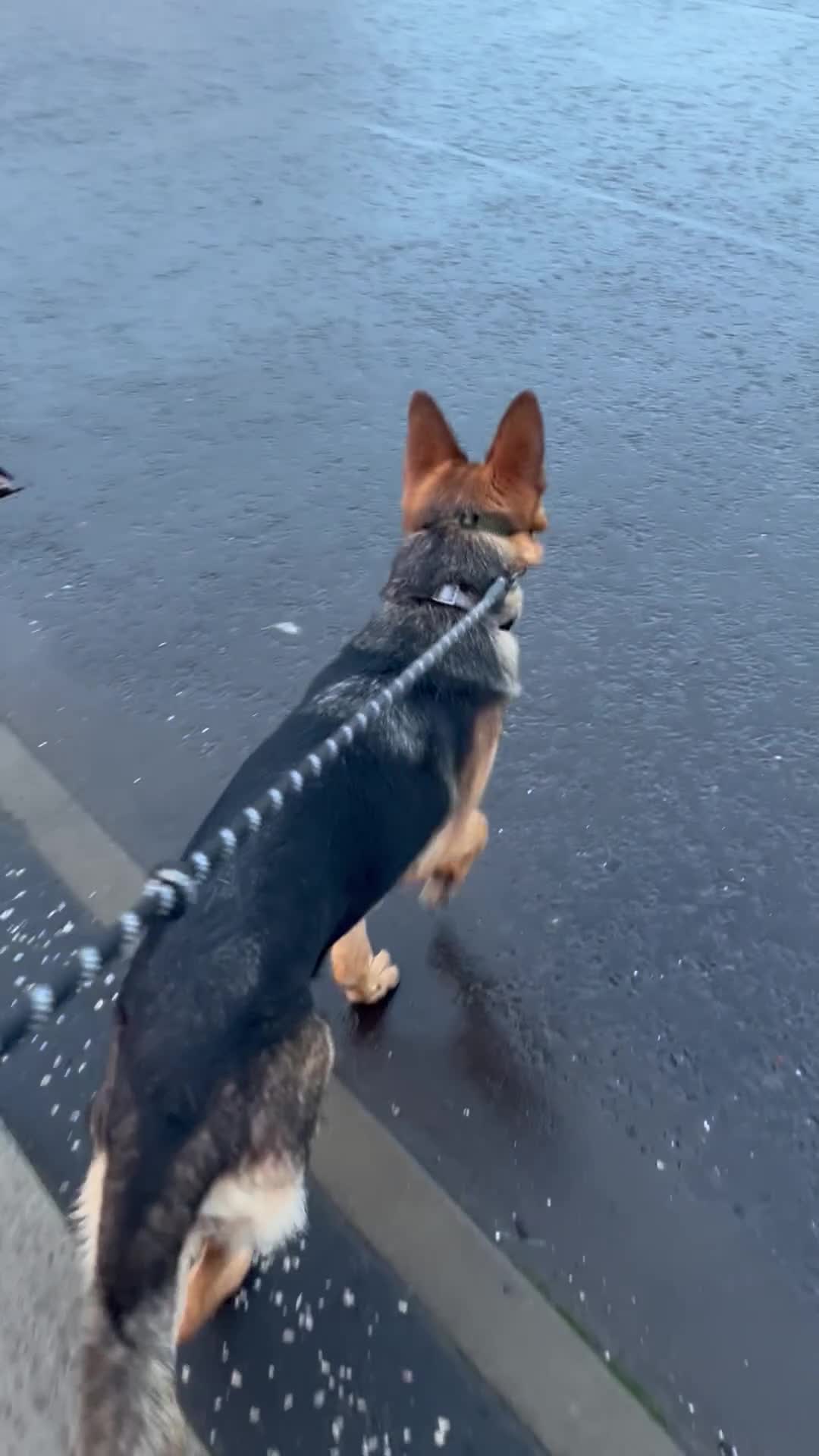 German Shepherd dogs for sale: The most beautiful even tempered short coat  - Video 2