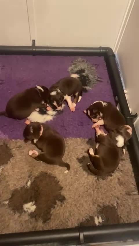 Border Collie dogs for sale: BorderCollie Pups: unique chocolate tri rough coat - Video 1