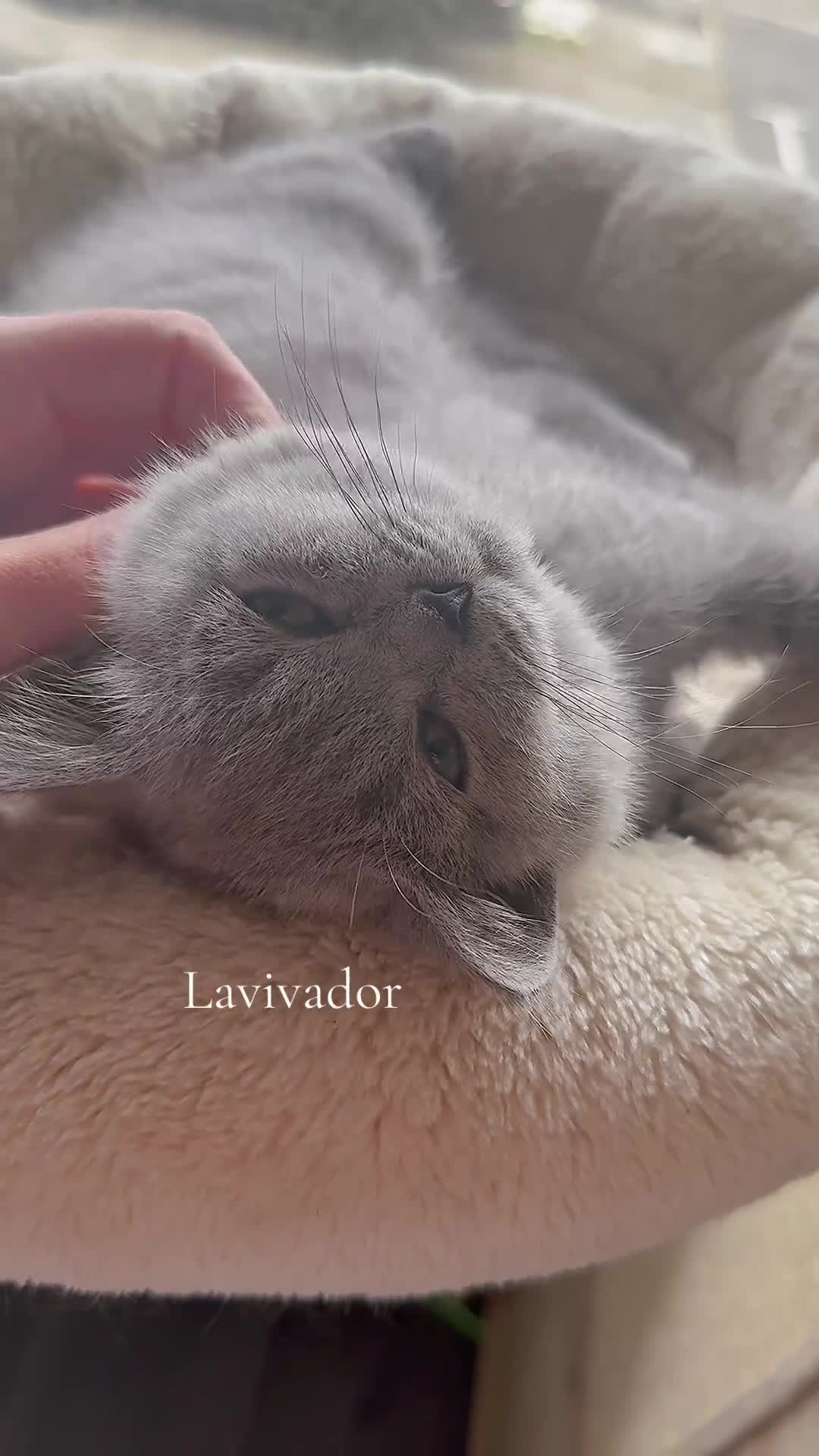 British Shorthair cats for sale: GCCF reg blue kittens ready to go from 24/10 - Video 2