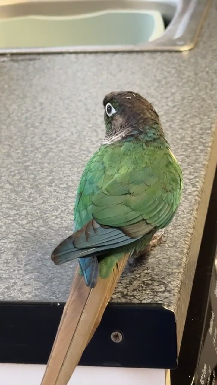 Conures birds for sale: Green cheek conure - Video 1