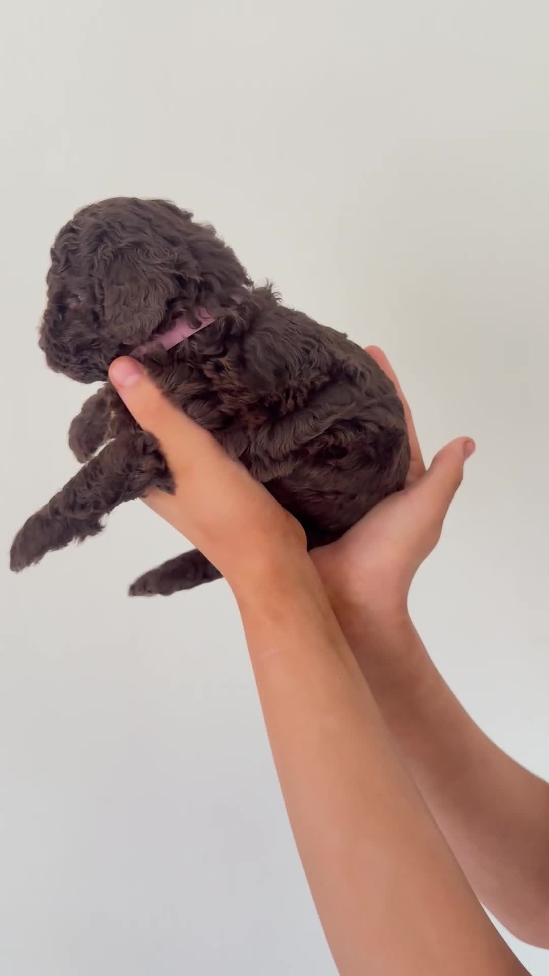 Cockapoo dogs for sale: Beautiful Cockapoos Merle/Chocolate in Buxton - Video 2