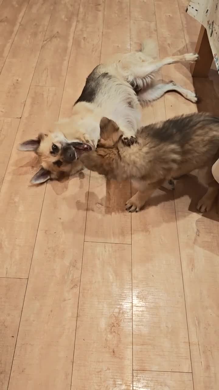 German Shepherd dogs for sale: German Shepherd puppy - Video 3