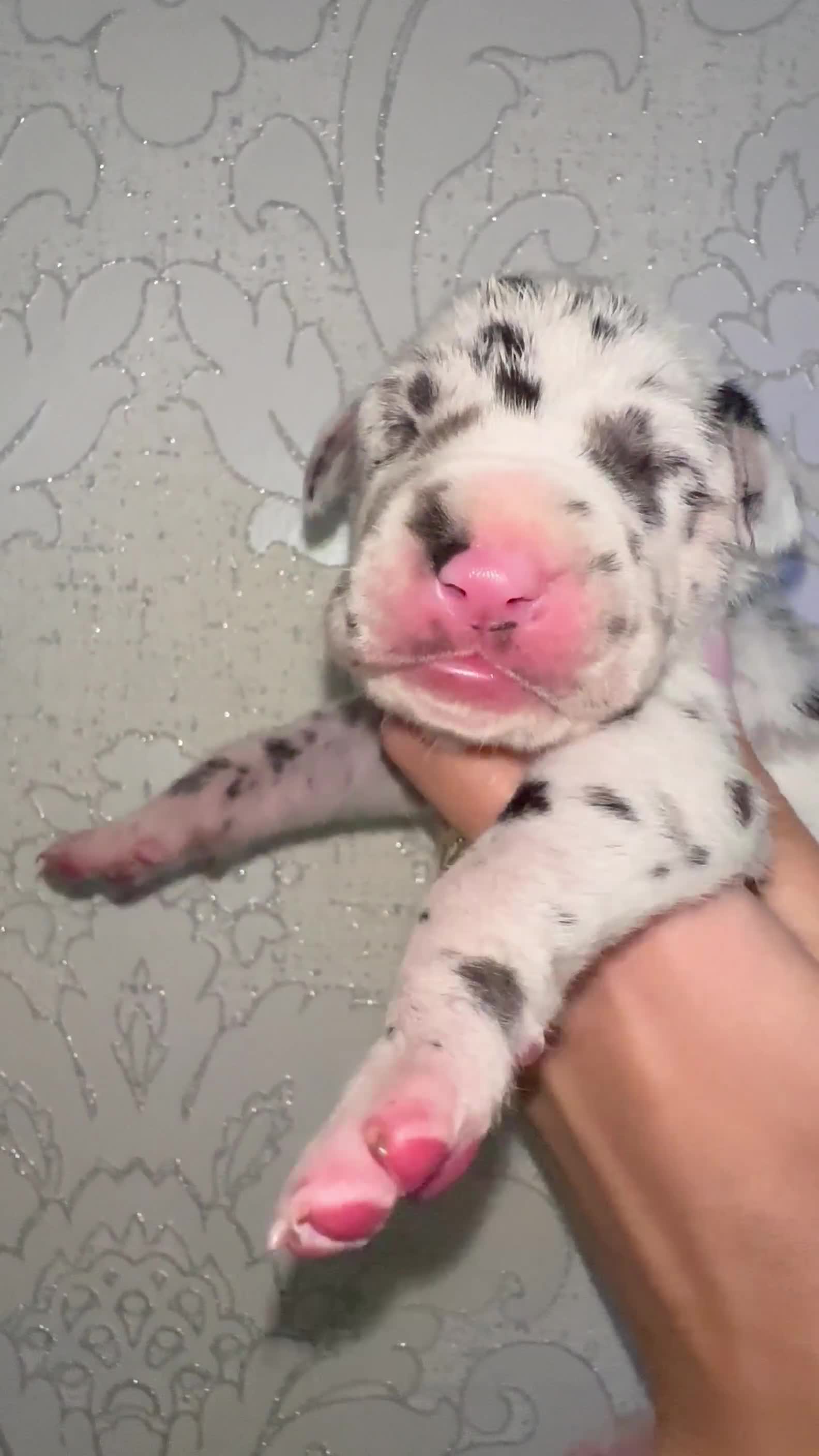 Great Dane dogs for sale: HARLIQUIN & BLACK PUPS KC REGISTERED  - Video 1