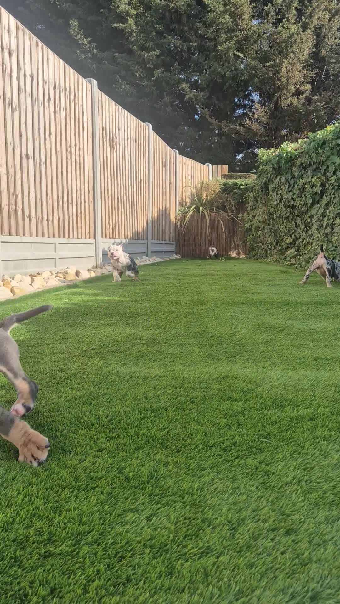 Olde English Bulldogge dogs for sale: Olde English Bulldogges. Blue merles and tri's  in Leicester - Video 1