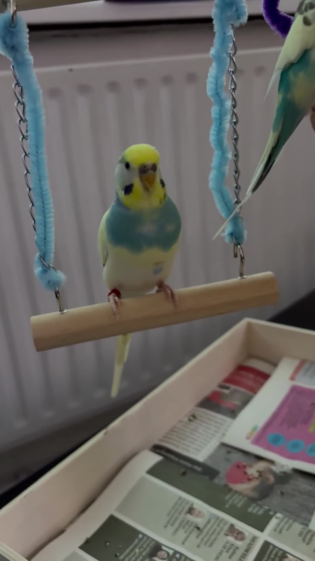 Budgerigars birds for sale: Semi tamed male for sale - Video 1