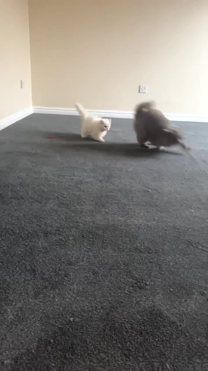 British Longhair cats for sale: British longhair Rio - Video 3