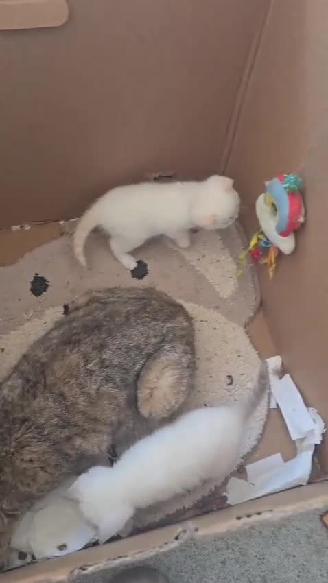 British Shorthair cats for sale: That's my house pets kids  - Video 2
