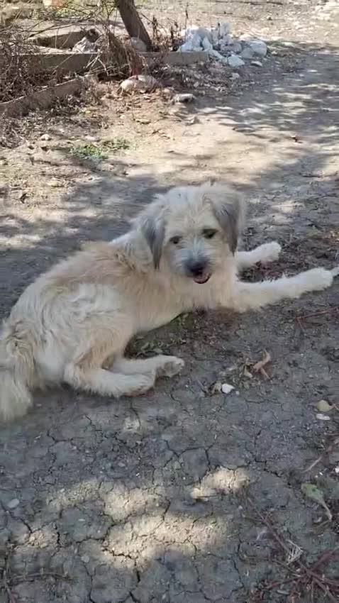 Mixed Breed dogs for adoption: ALMA - a Superb little Girl for a Loving Home - Video 4