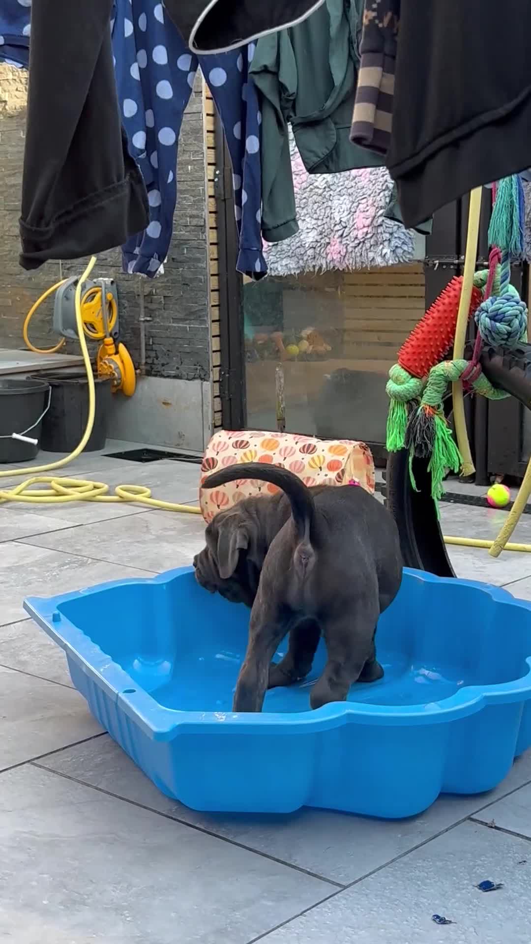Neapolitan Mastiff dogs for sale: 1 girl puppy Neapolitan mastiff 8 week  - Video 1