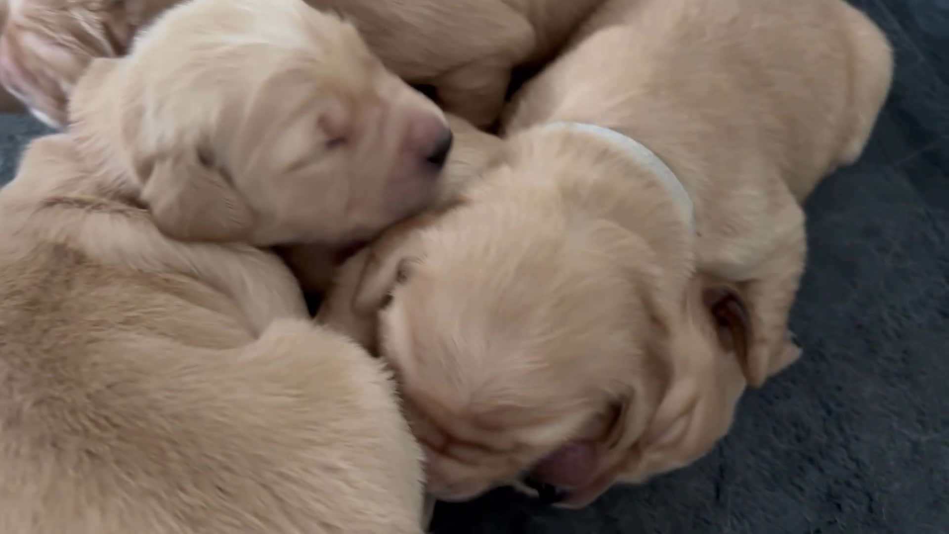 Golden Retriever dogs for sale: BEAUTIFUL GOLDEN RETRIEVER PUPPIES 🐾 in Hull - Video 1