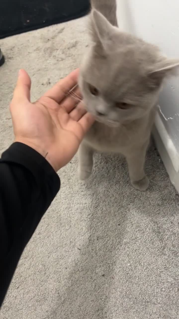 British Shorthair cats for sale: British cat shorthair  - Video 1