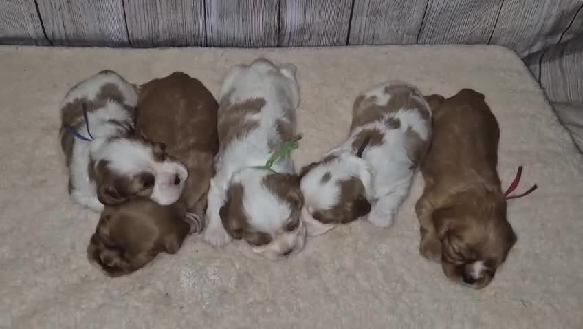 Cavalier King Charles Spaniel dogs for sale: 5 beautiful CKCS ❤️ - Video 1