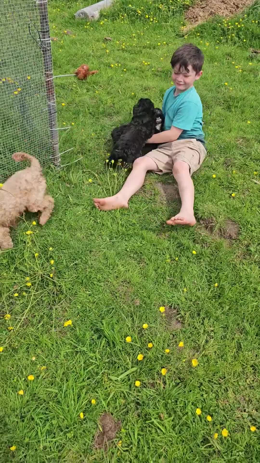 Cockapoo dogs for sale: 1 girl F2 show cockapoo puppy remaining ready now - Video 1