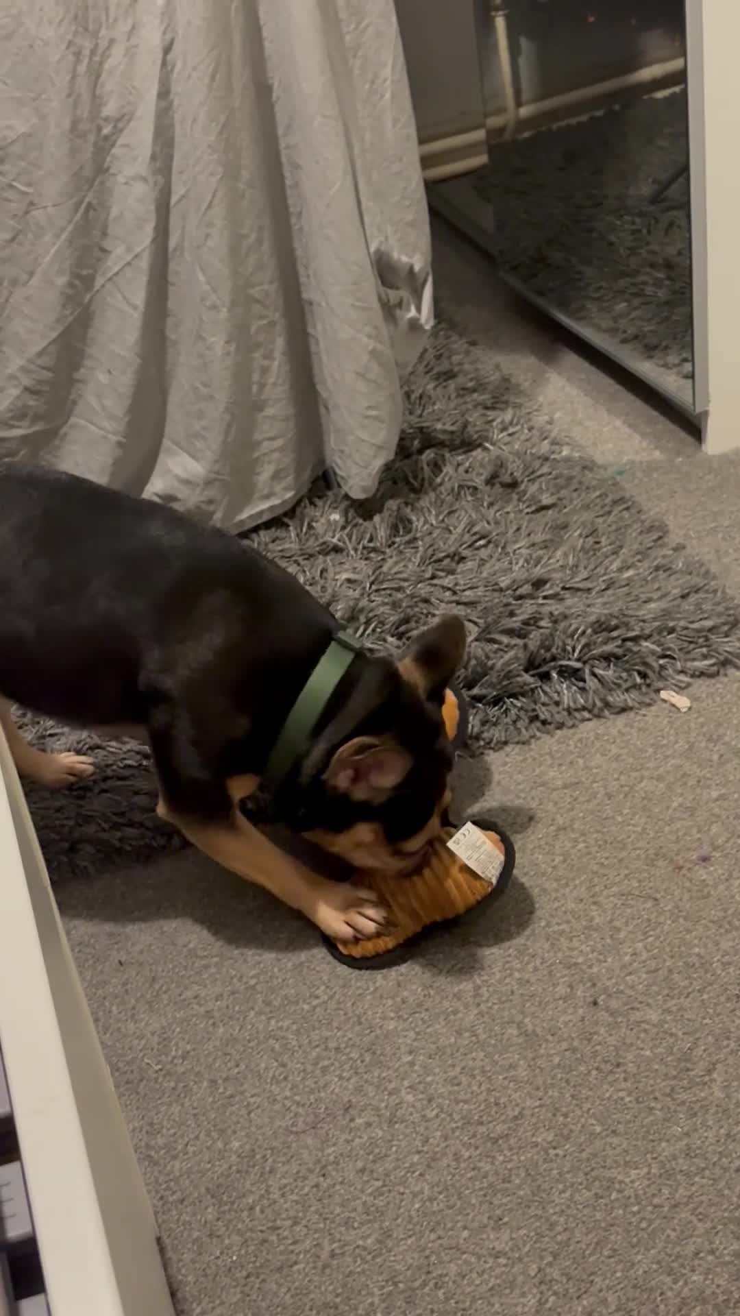French Bulldog dogs for sale: 4 year old frenchie girl in need of a new home - Video 2