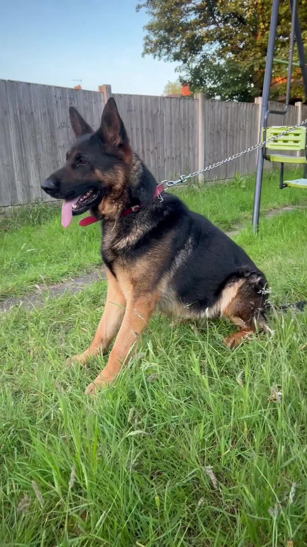 German Shepherd dogs for sale: Black German Shepherded Puppies for Sale - Video 1