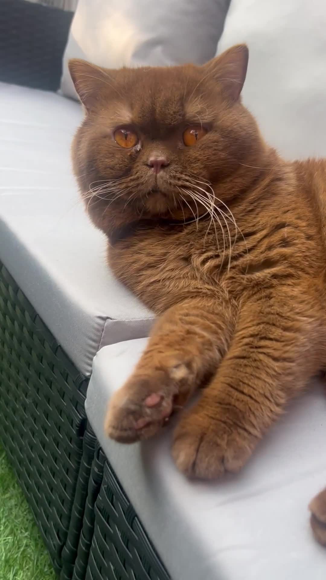 British Shorthair cats for stud: CHOCOLATE BRITISH SHORTHAIR- STUD SERVICE  - Video 1