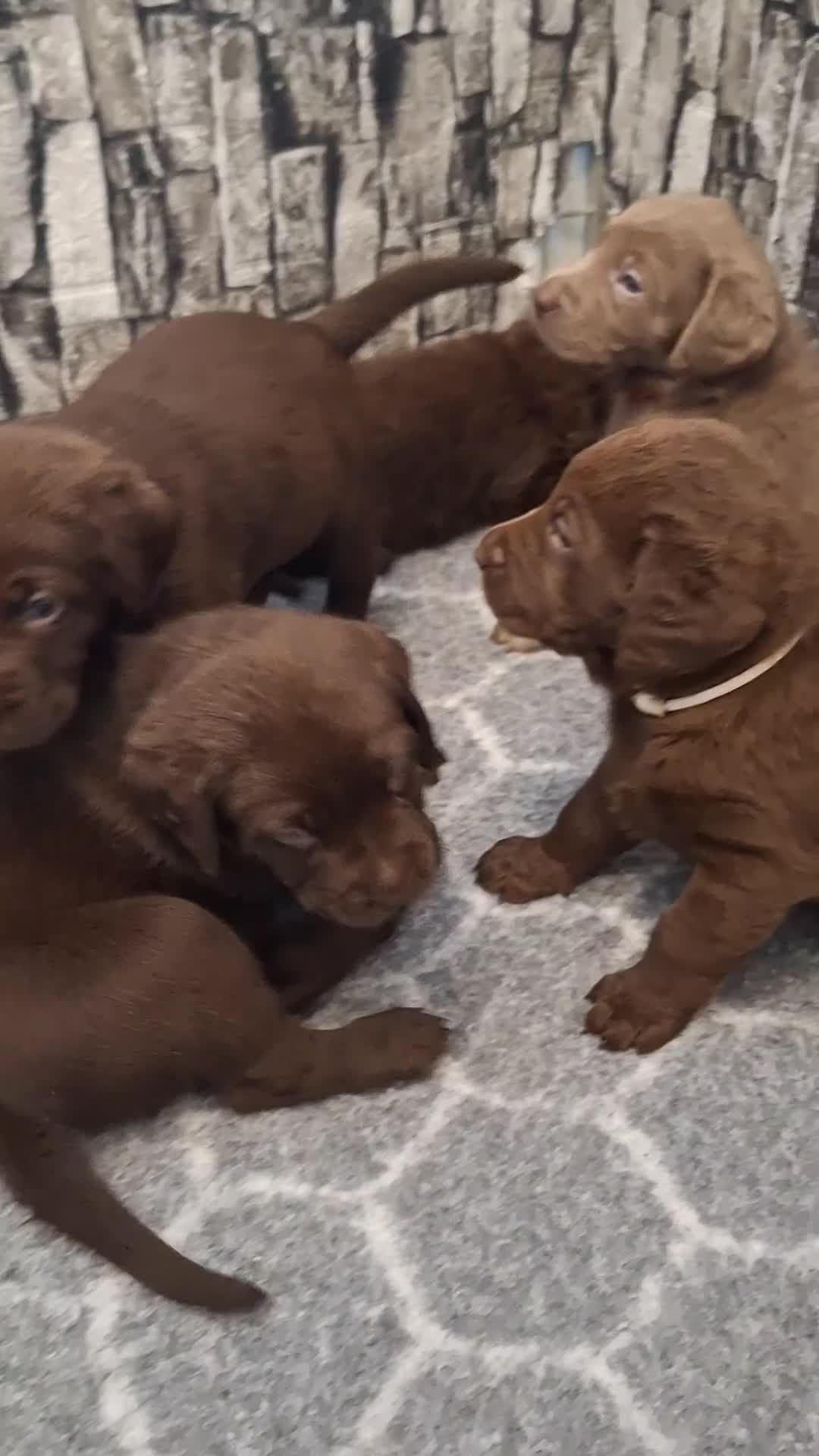 Labrador Retriever dogs for sale: Chunky, healthy Chocolate and Silver puppies!!! - Video 1