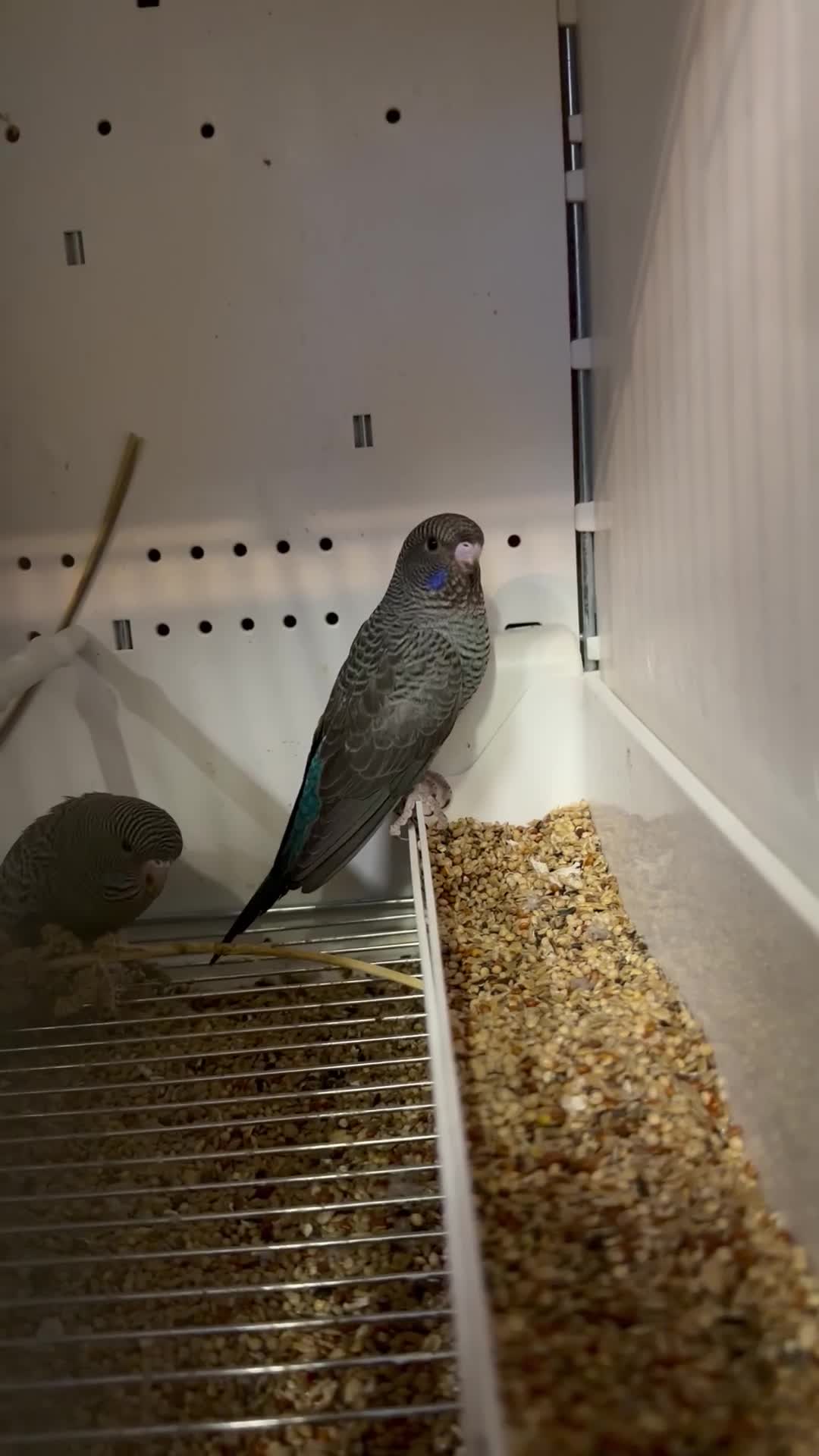 Budgerigars birds for sale: BFBW budgies and other mutations  - Video 1