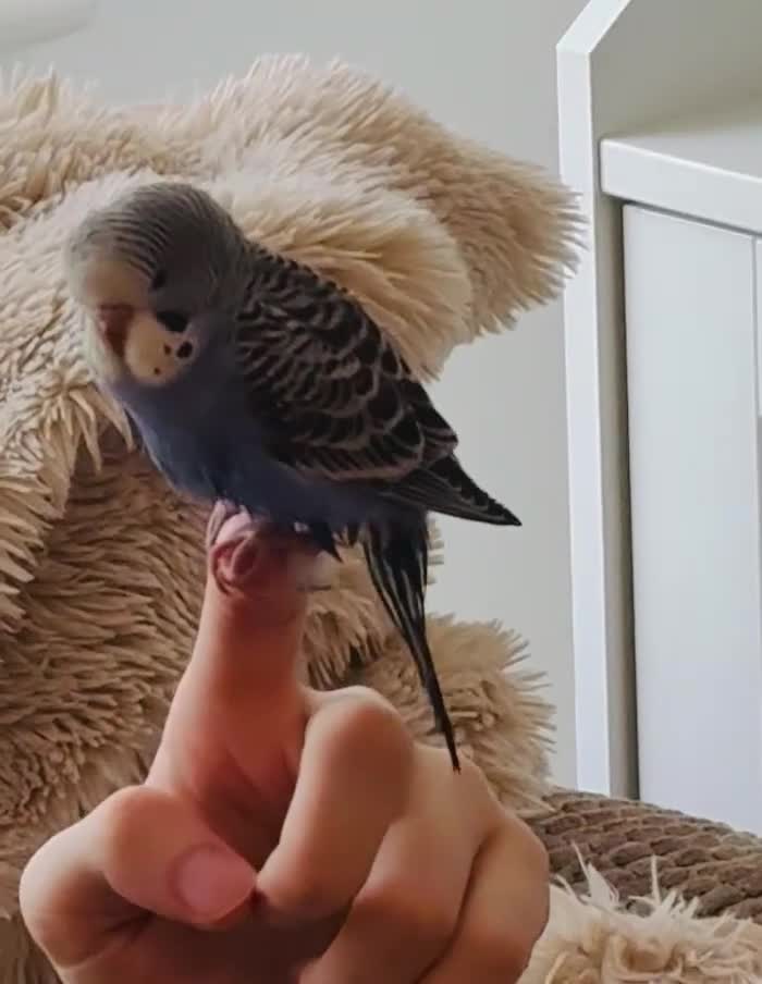 Budgerigars birds for sale: 7 week old purple boy budgies  - Video 2