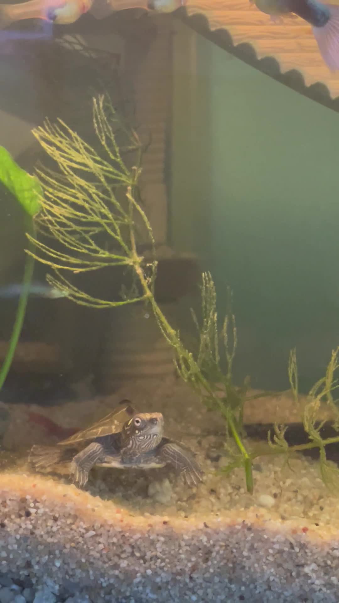 Turtle reptiles for sale: Ouachita Map Turtles  - Video 1