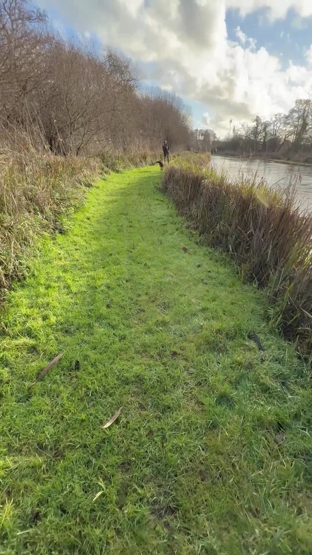 Labrador Retriever dogs for stud: Working Chocolate Labrador available for stud in Winchester - Video 1