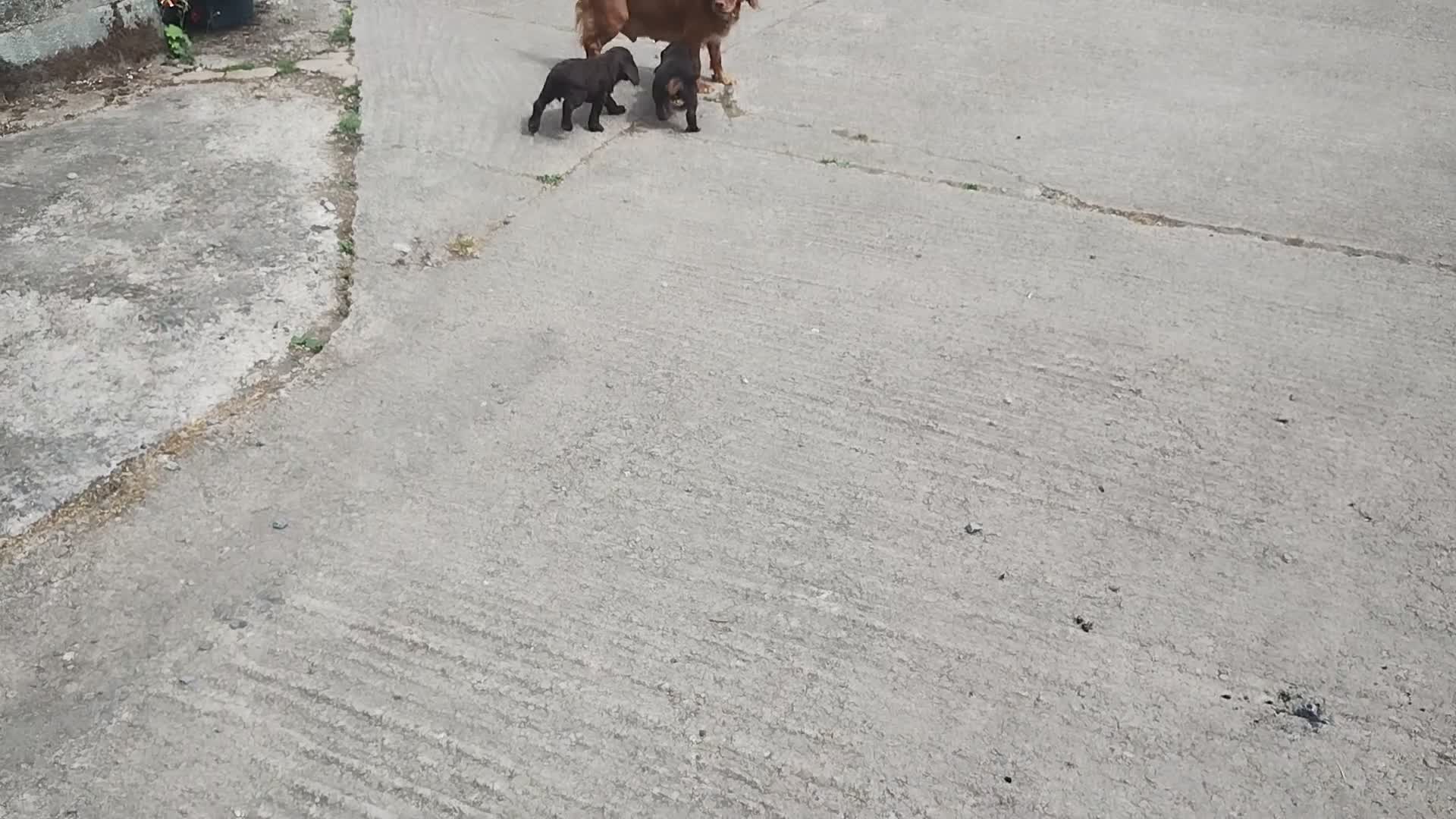 Cocker Spaniel dogs for sale: Cocker Spaniel Puppies  - Video 3