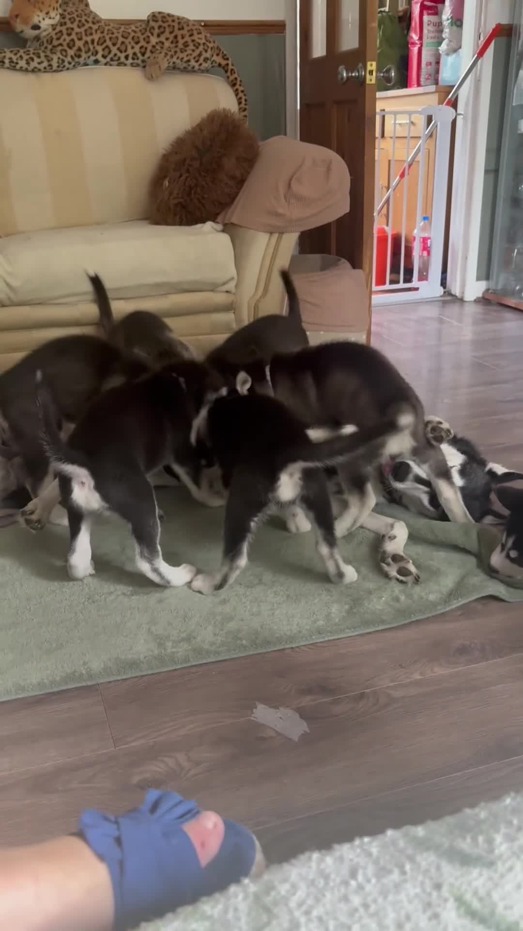 Siberian Husky dogs for sale: Adorable Siberian huskies (Artic Dreams) - Video 2