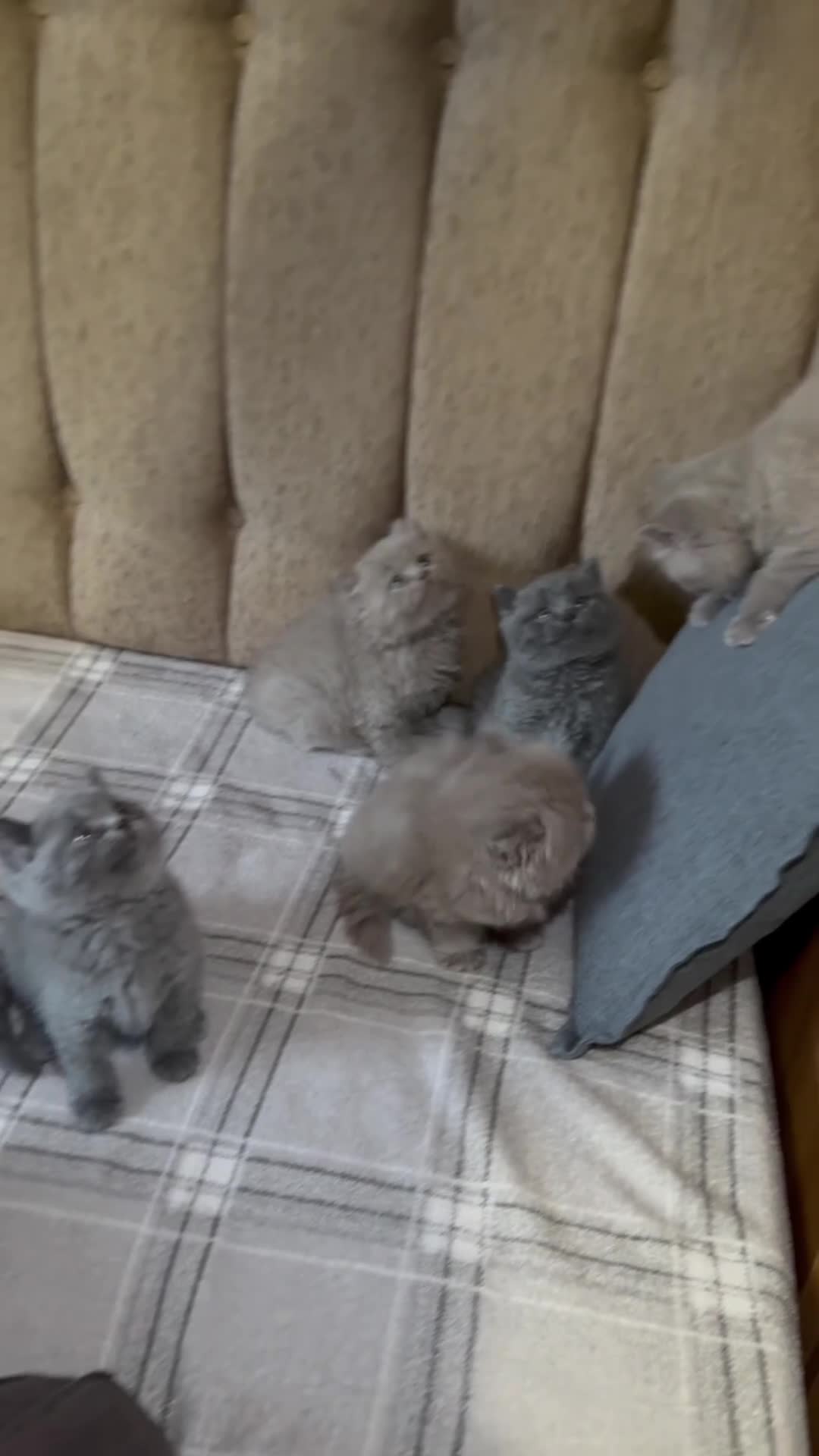 British Shorthair cats for sale: British shorthair kittens lilac and blue - Video 1