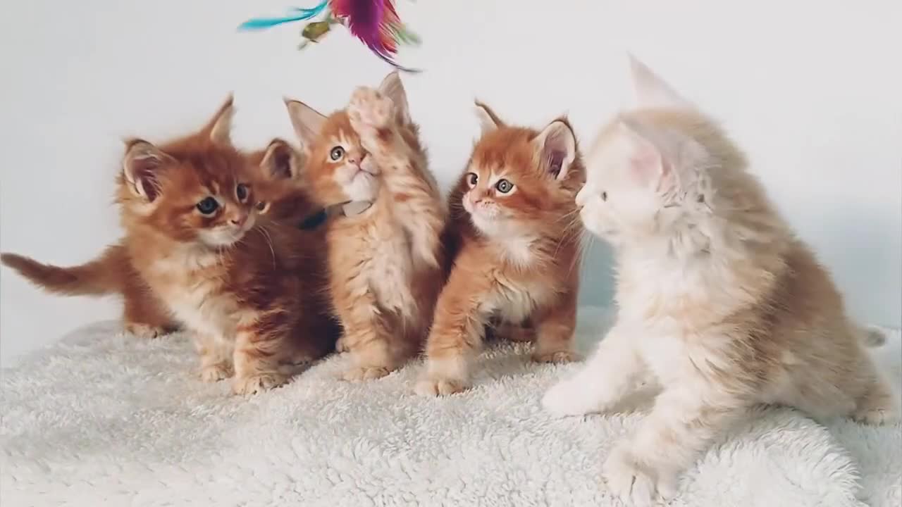 Maine Coon cats for sale: Sweet and Beautiful Pure Breed Maine Coon Kittens - Video 1