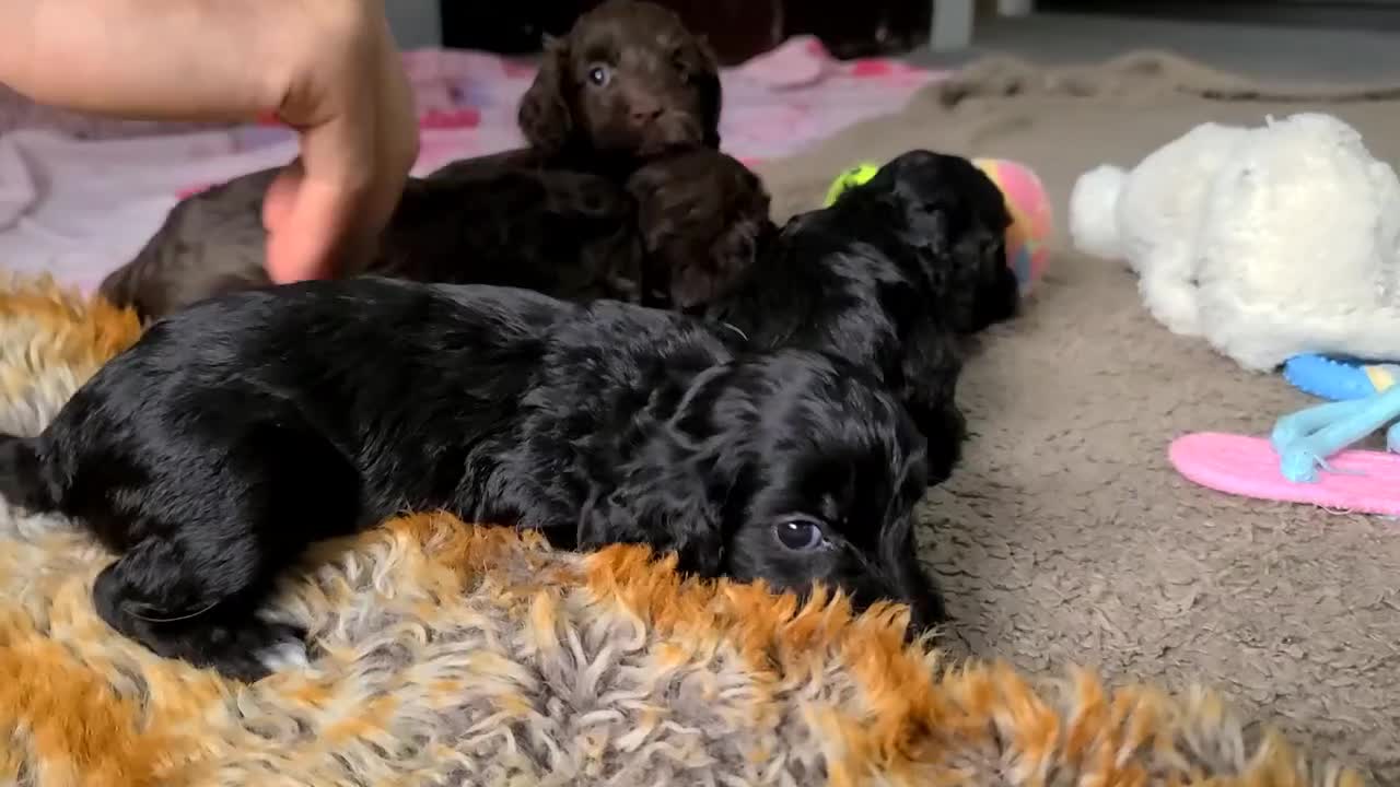 Cockapoo dogs for sale: F1 Cockapoo Puppies. Thick Coats. DNA tested - Video 1
