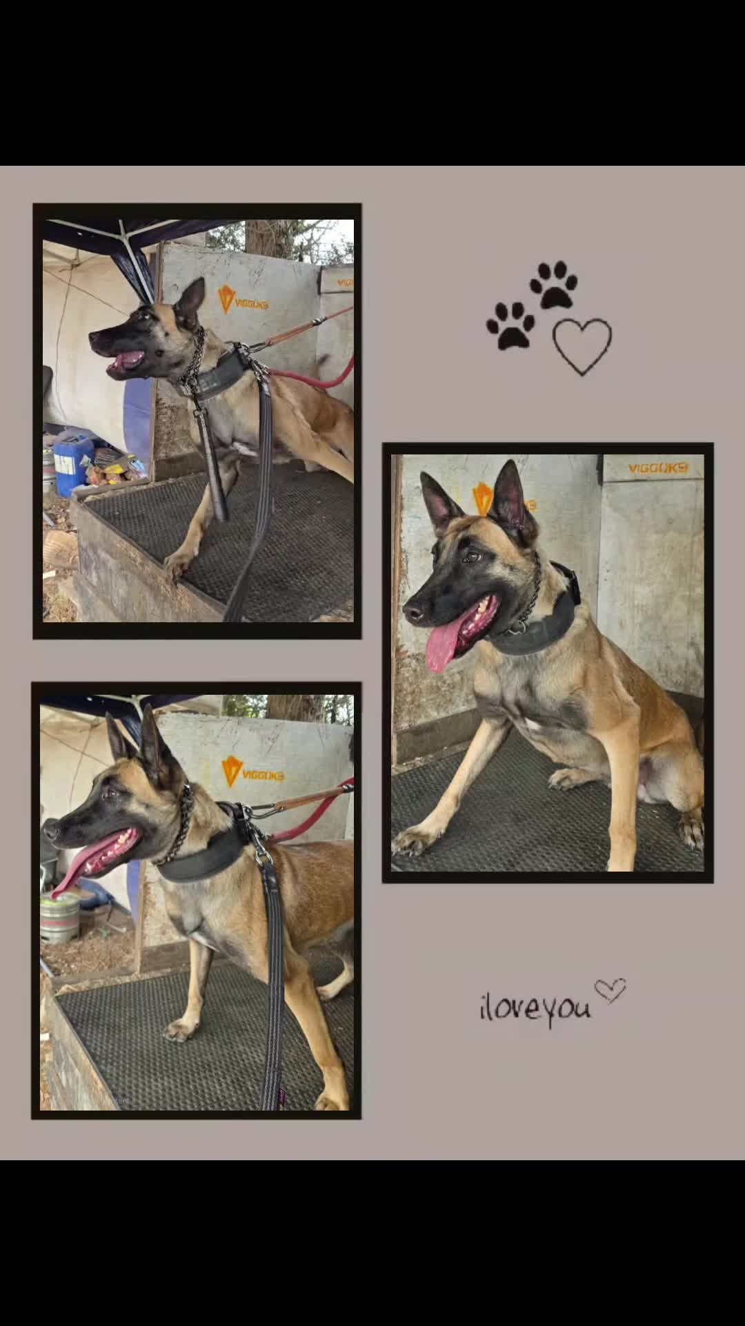 Mixed Breed dogs for sale: Belgian malinois  - Video 1