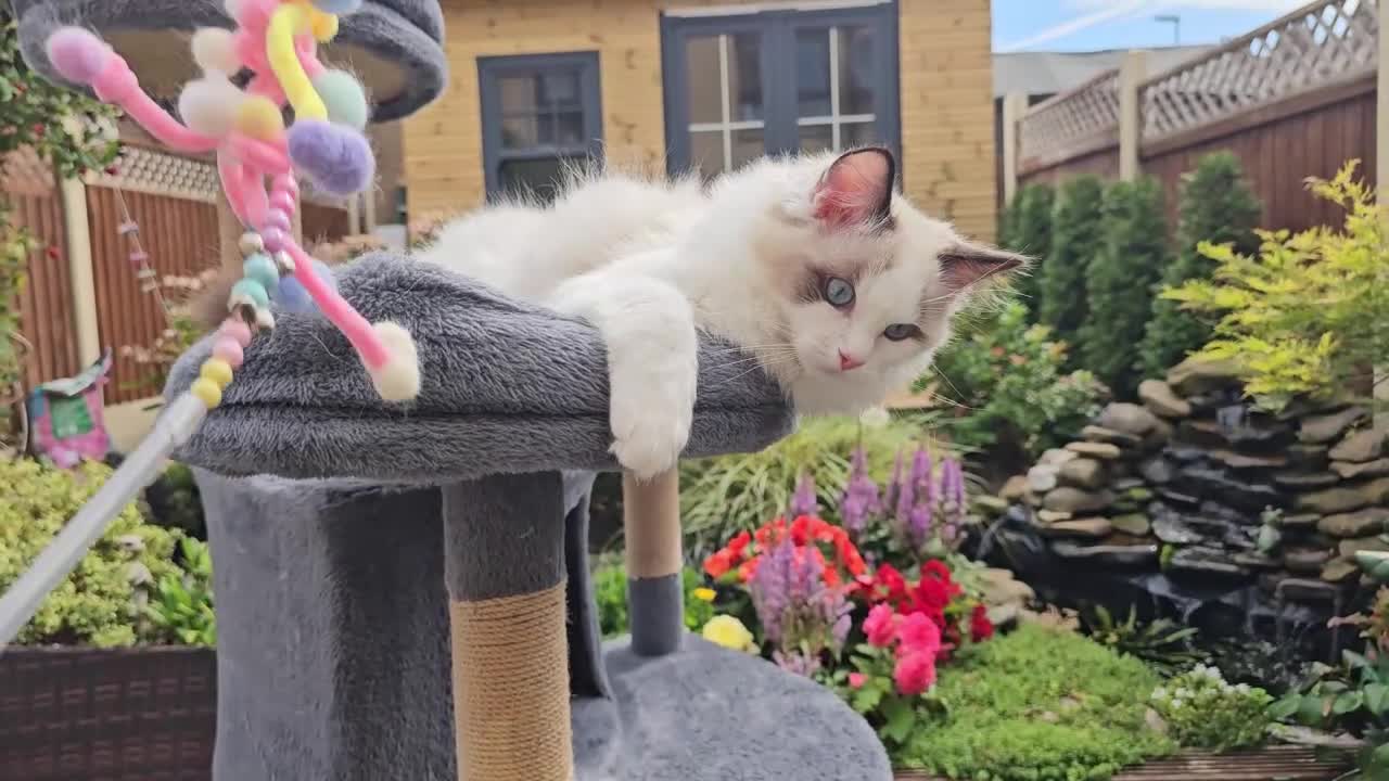 Ragdoll cats for sale: GCCF PEDIGREE CERTIFICATE KITTENS  - Video 2