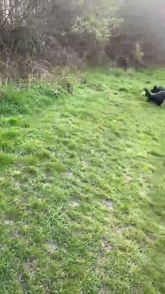 Cocker Spaniel dogs for sale: Dave the spaniel in Houghton le Spring - Video 1