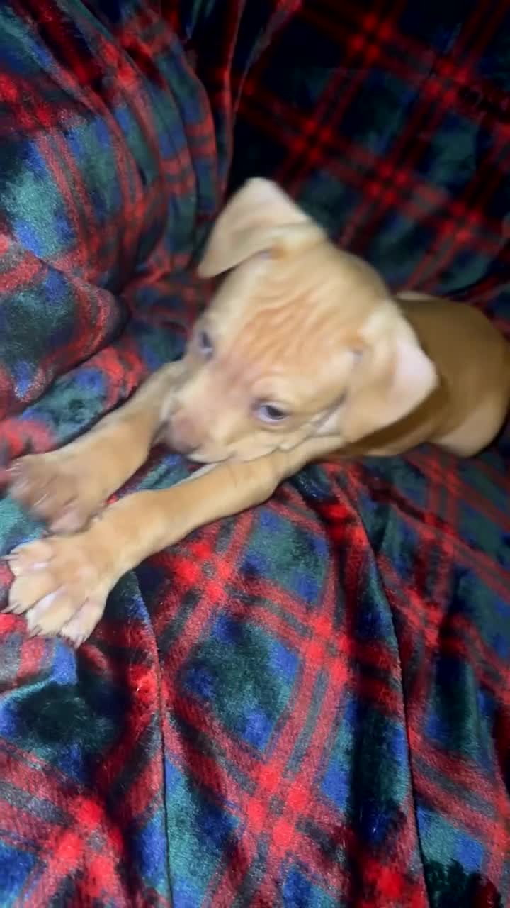 Mixed Breed dogs for sale: Staff X Sharpei puppies  - Video 5