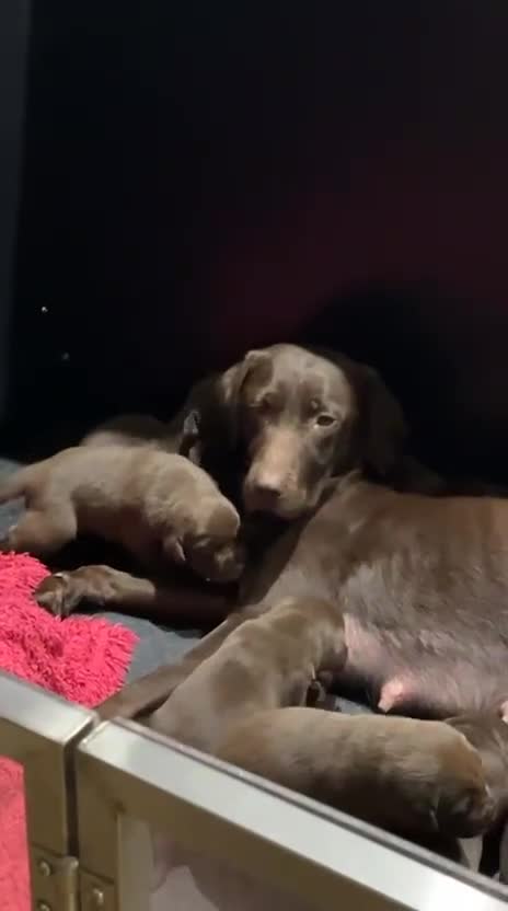 Labrador Retriever dogs for sale: Extensively Health Tested Chocolates 🩵 - Video 2