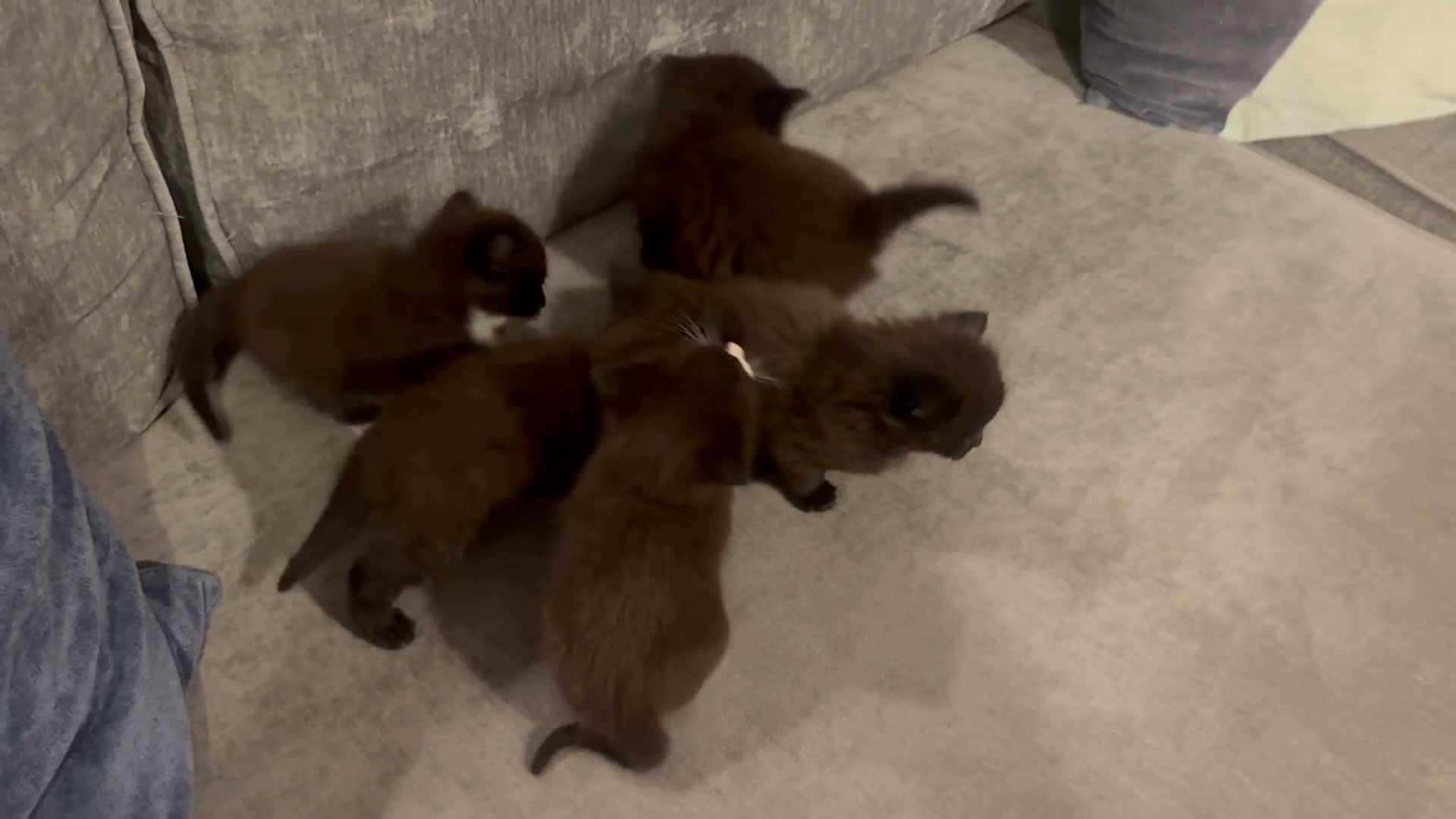 Mixed Breed cats for sale: Beautiful Kittens For Sale - Video 1