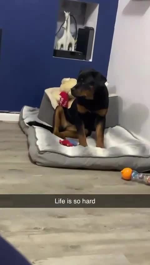 Rottweiler dogs for sale: Seeking a Forever Home Libby 1-Year-Old Rottweiler - Video 1