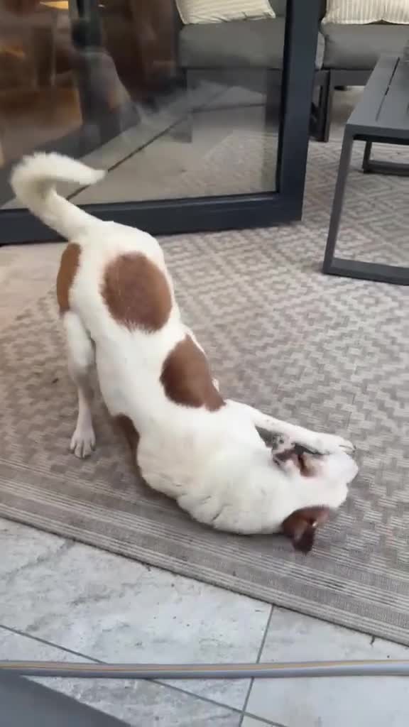 Mixed Breed dogs for adoption: ❤️🐶 SAGA – AN AMAZING GIRL WHO JUST NEEDS LIFE TO in Chester - Video 3