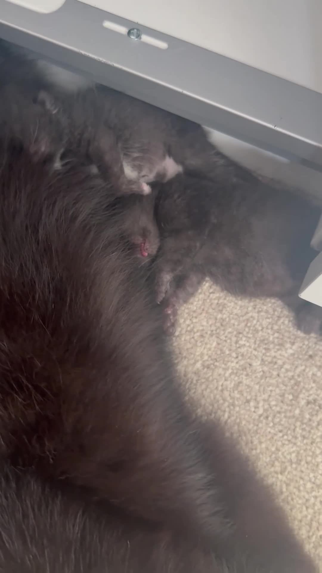 Mixed Breed cats for sale: British short hair cross  - Video 1