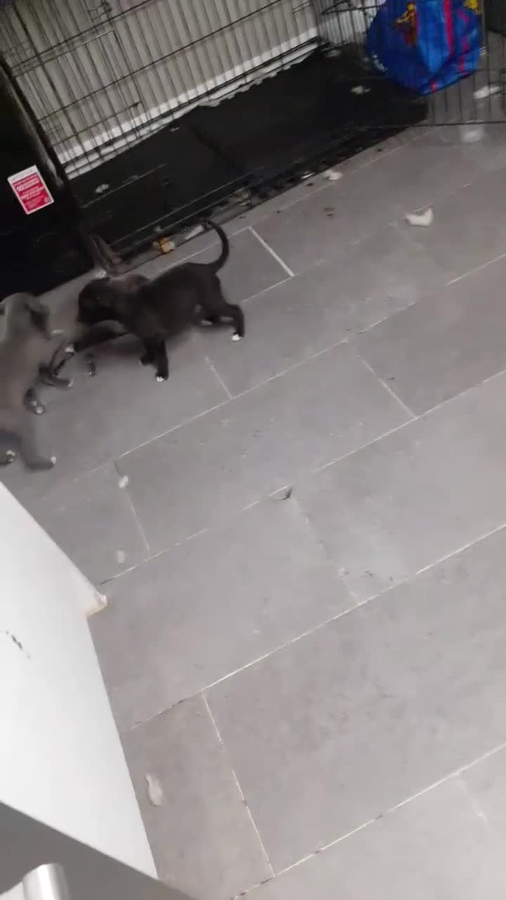 Lurcher dogs for sale: Narla and blue's pups - Video 1