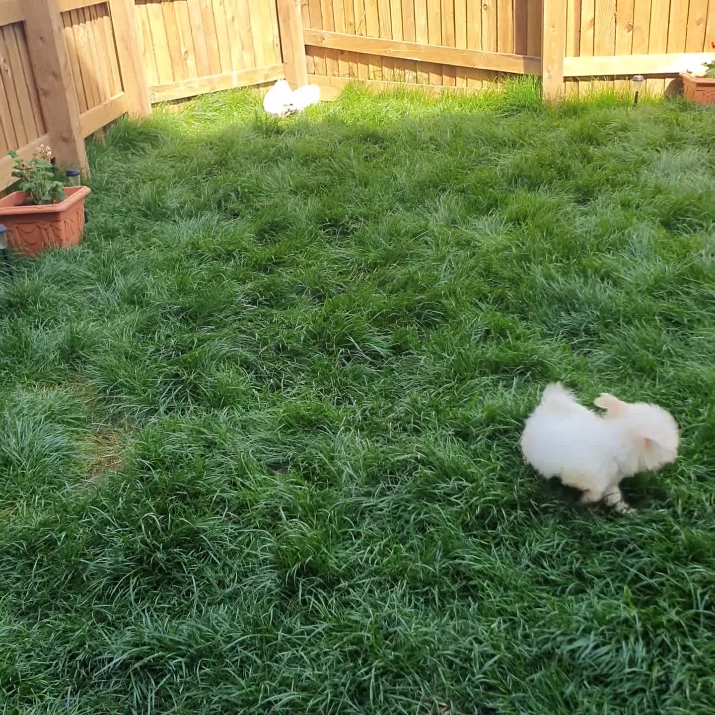 Maltipoo dogs for sale: Korean Maltipoo F1b puppies  - Video 1