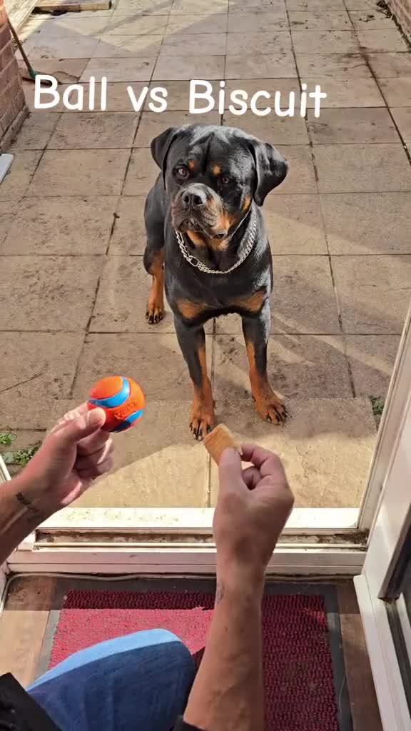Rottweiler dogs for sale: 14mth old male rottweiler  - Video 1