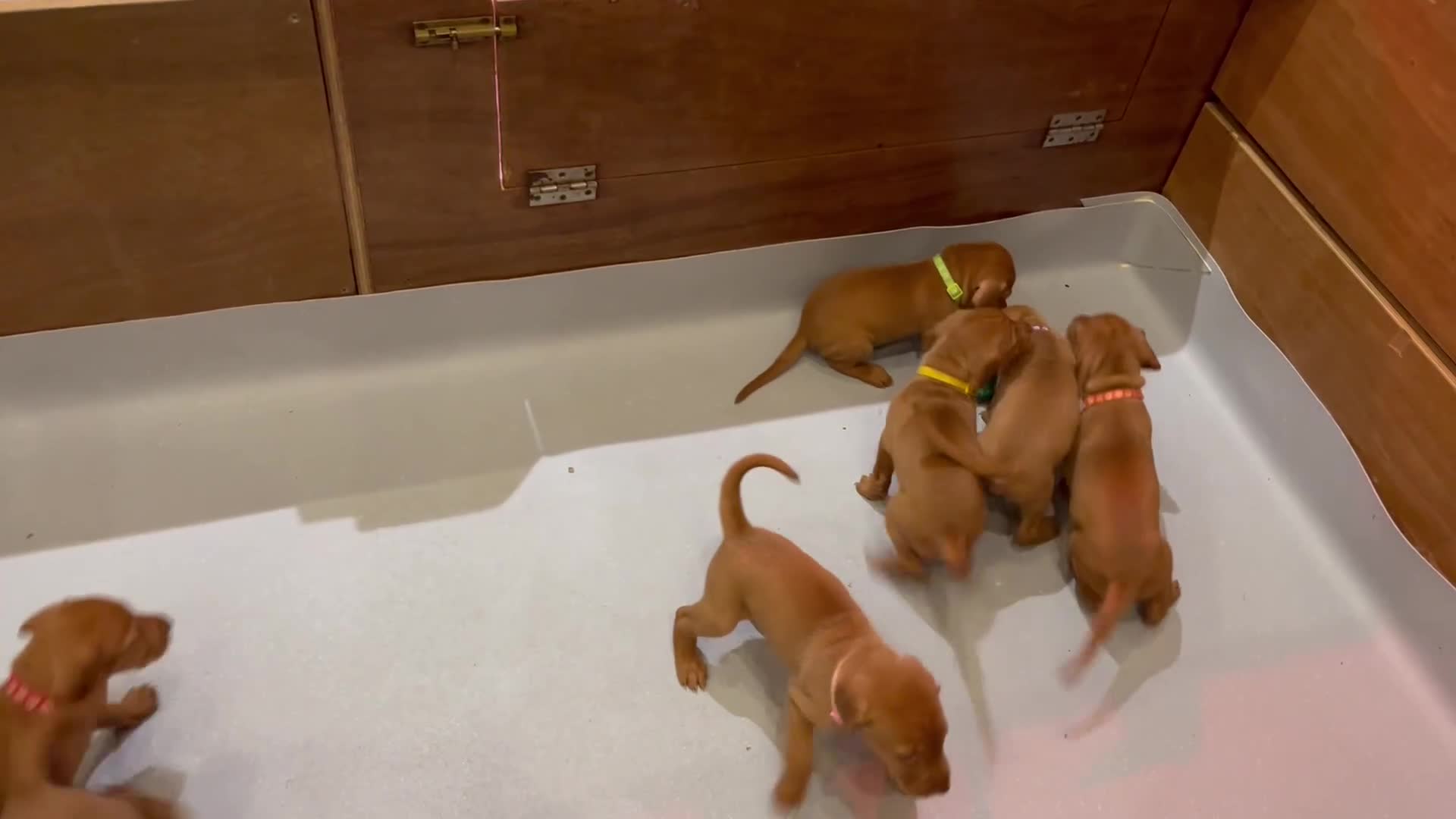 Hungarian Vizsla dogs for sale: Wonderful puppies from mum with 0/0 hip score.  - Video 3