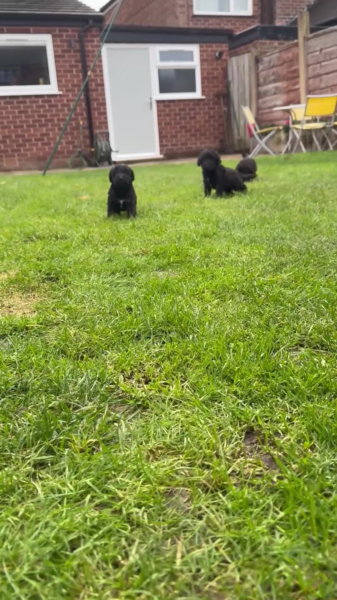 Bedlington Terrier dogs for sale: Stunning Bedlington Terrier puppies  - Video 2