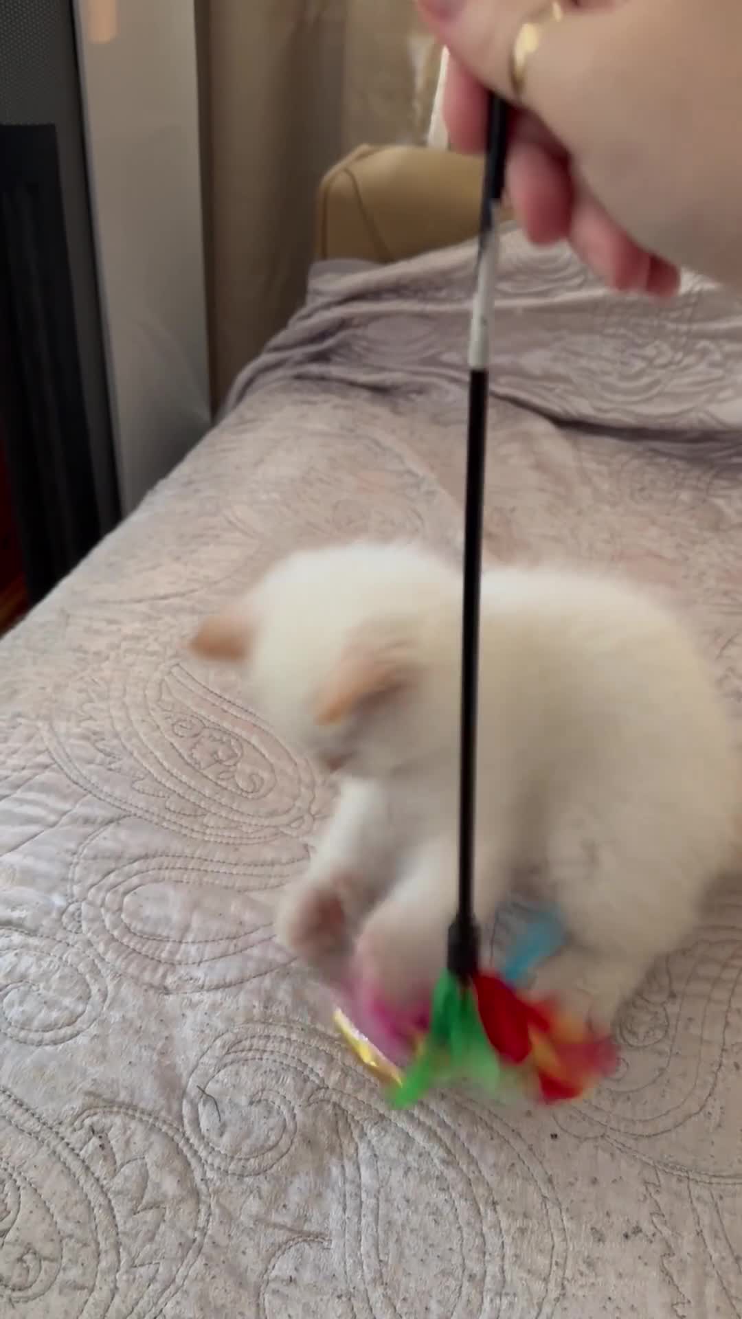 Selkirk Rex cats for sale: Selkirk rex kittens!ONE CURLY KITTEN LEFT! - Video 2