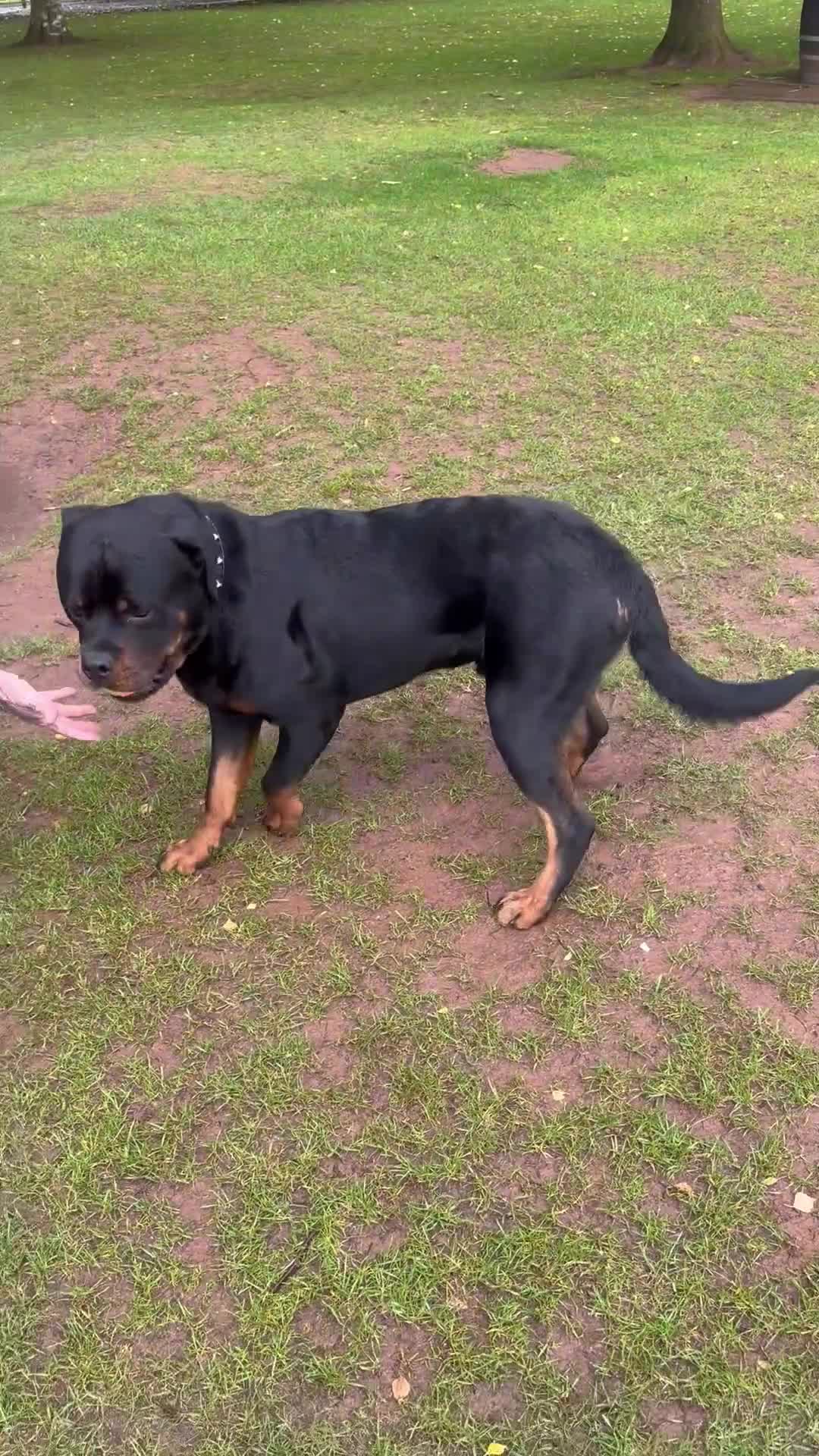 Rottweiler dogs for sale: KC REGISTERED HEALTH TESTED  - Video 1