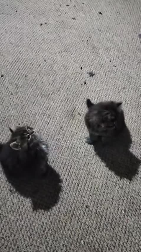 Russian Blue cats for sale: Siberian kittens - Video 2
